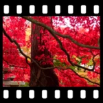 Logo of Autumn Maple Leaves Video Wall android Application 